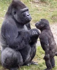Cheeky Little Monkey and Cheekys - The Future Cheeky Little Monkey and Cheekys - The Future